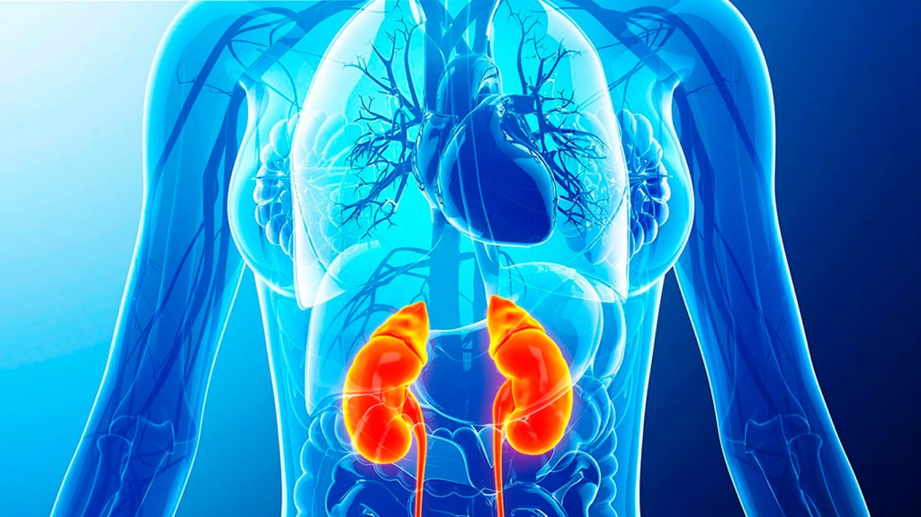 Cuidar tus riñones es cuidar tu&nbsp;vida